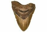 Bargain, Fossil Megalodon Tooth - Repaired #251274-1